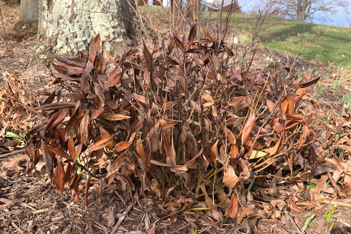 This evergreen sweetbox might sprout new growth in spring