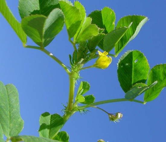 california burclover