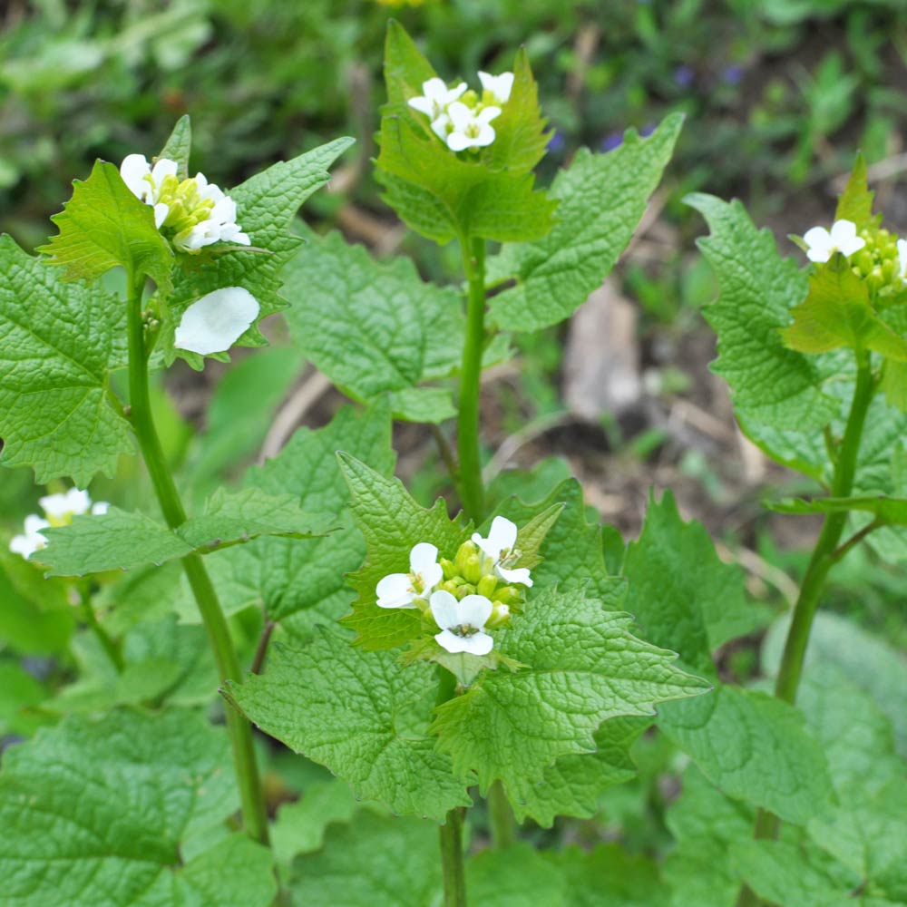 Garlic mustard (Alliaria petiolata)