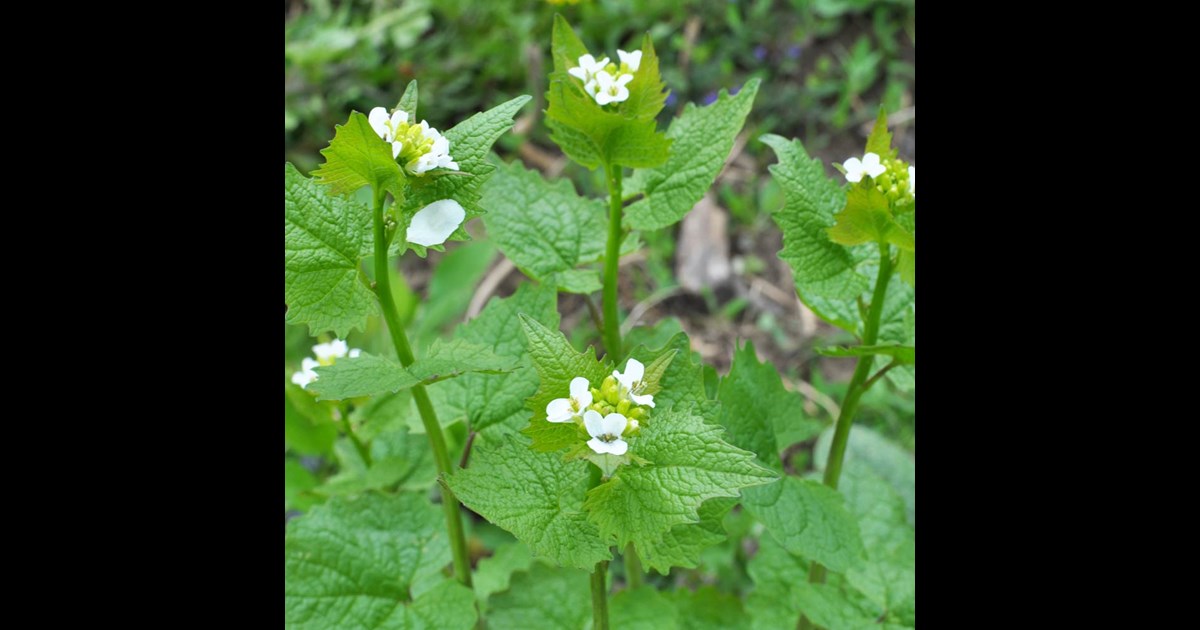 How to Control Garlic Mustard