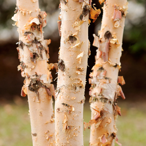 Birch Tree