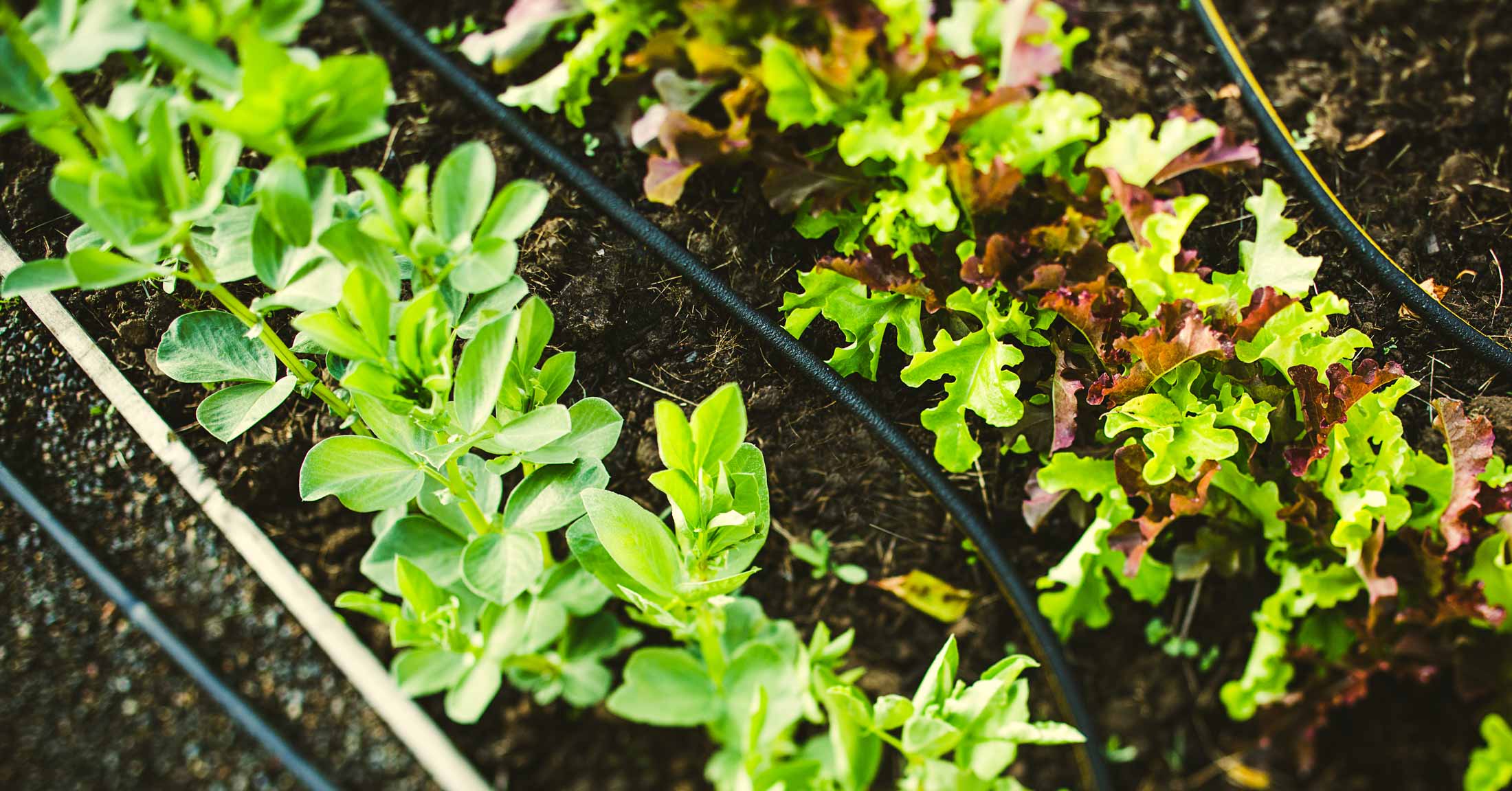 Soaker hoses watering lettuce in garden