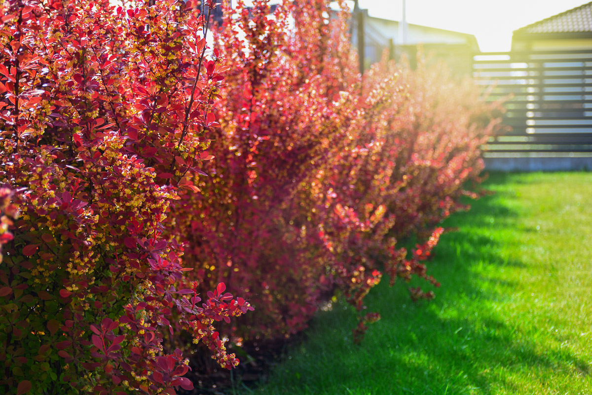 Red Barberry