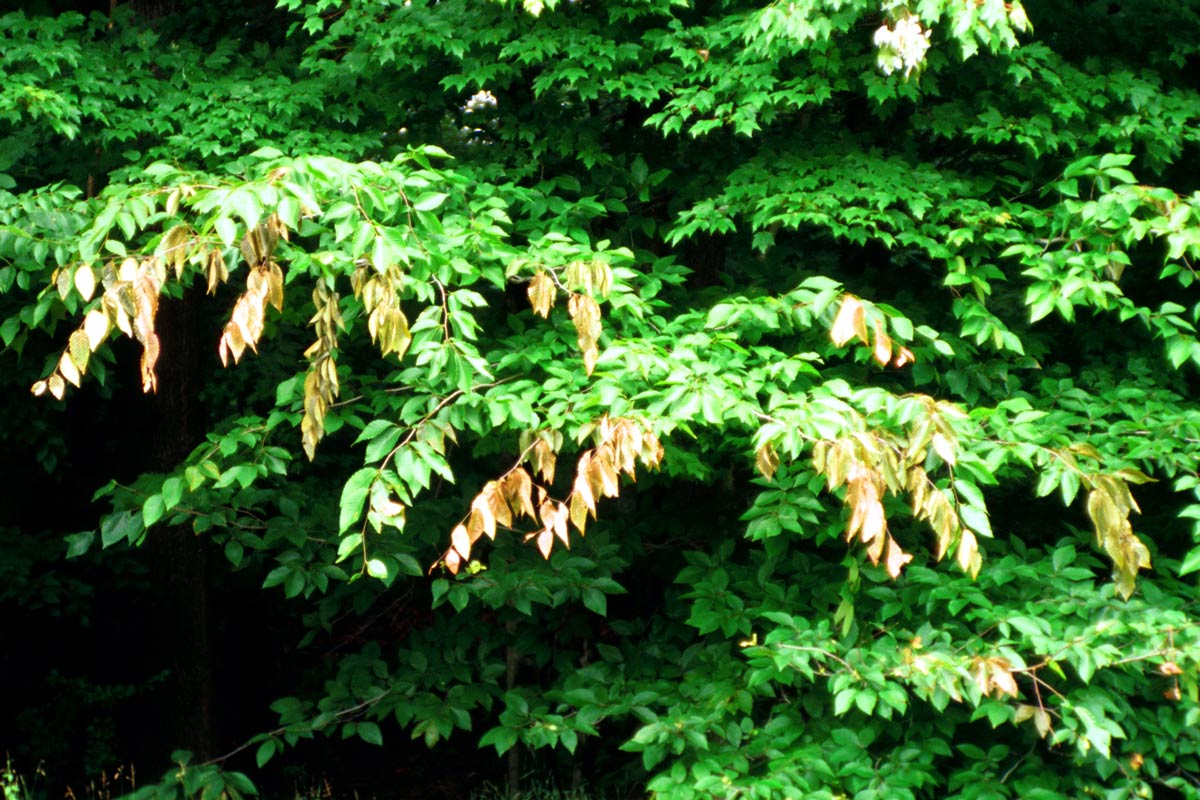 Cicada damage is generally limited to some dieback of branch tips, especially on small branches. Jim Occi/Bugwood.org