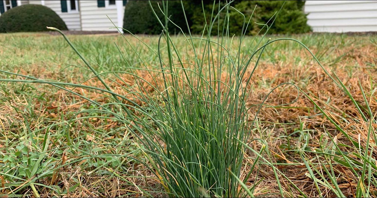 How to Control Wild Onions and Wild Garlic