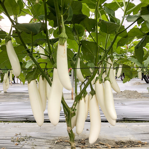 Eggplant Icicle