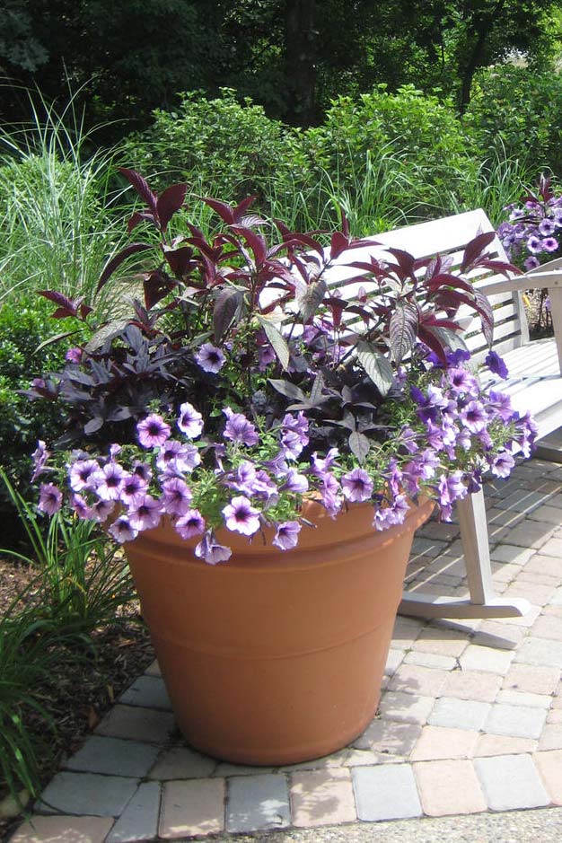Persian shield featured in a container planting.