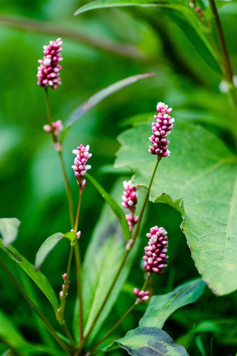 Pennsylvania smartweed (Persicaria pensylvanica)