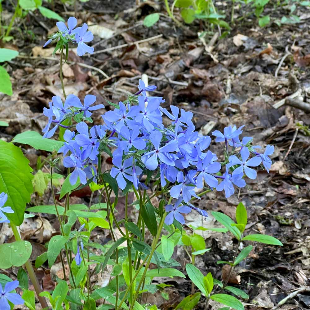 Woodland phlox (Phlox divaricata)