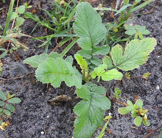 wild radish seedling