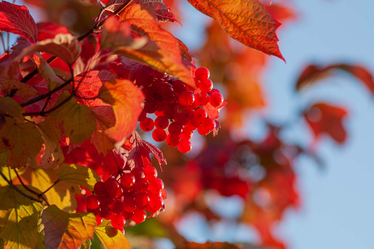 Viburnum