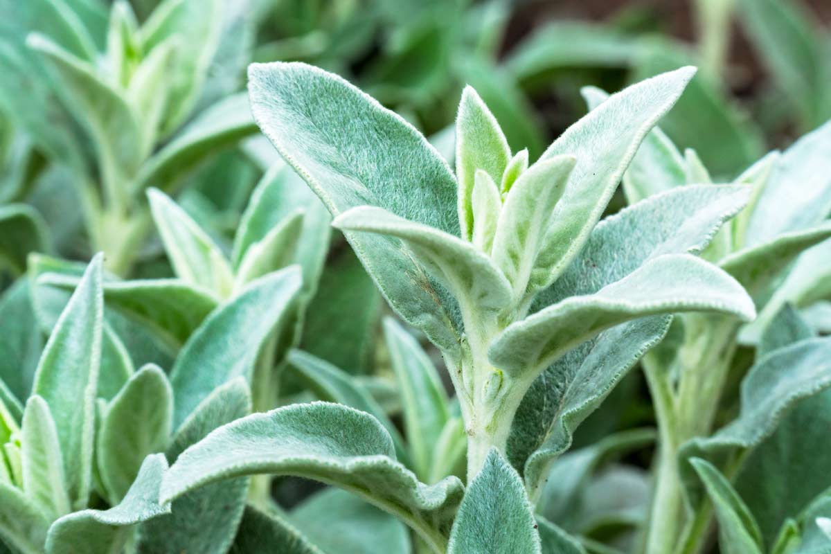 Lamb's Ear