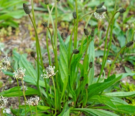 buckhorn plantain