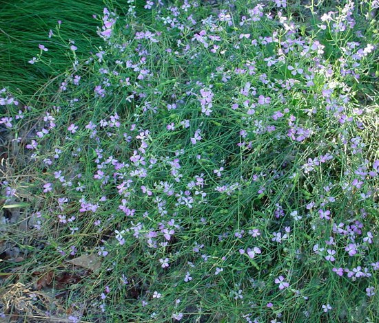 wild radish flowering