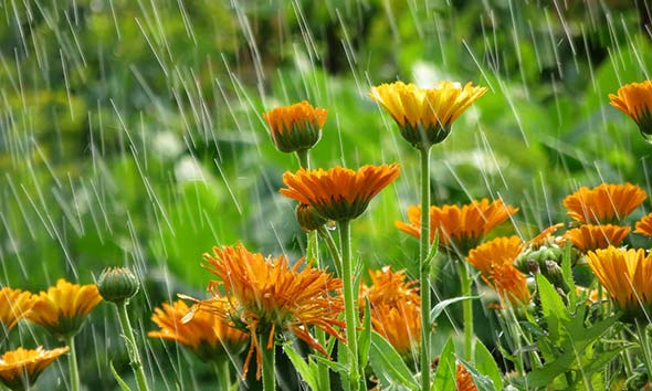 Gardens need rain, but too much rainfall can cross the line. Excessive downpours or extended periods of wetness can be harmful to garden and landscape plants.