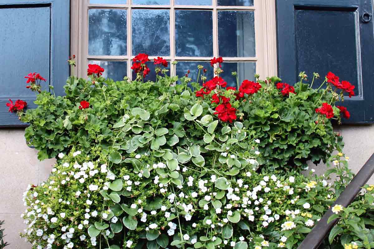 Red Geraniums