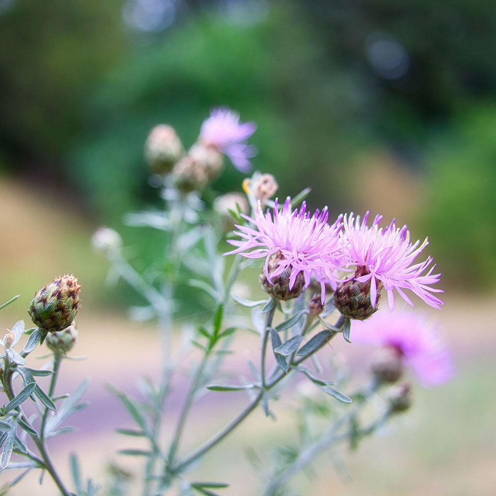 Spotted knapweed (Centaurea maculosa)