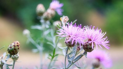 Pink flowers of spotted knapweed