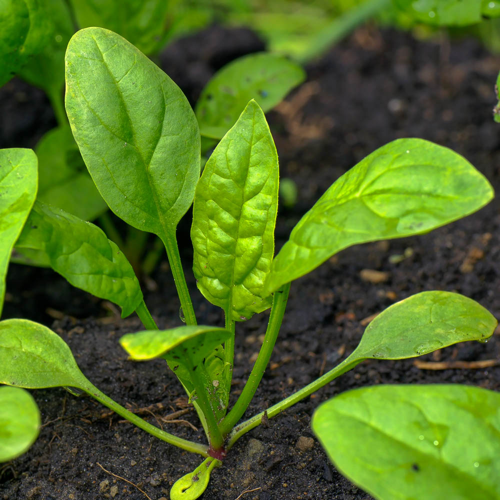 Baby Spinach