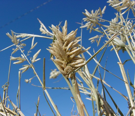 stinkgrass seedhead