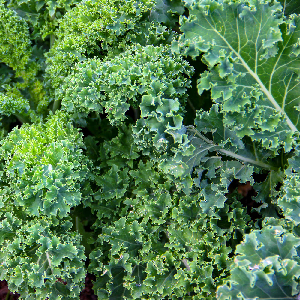 Kale