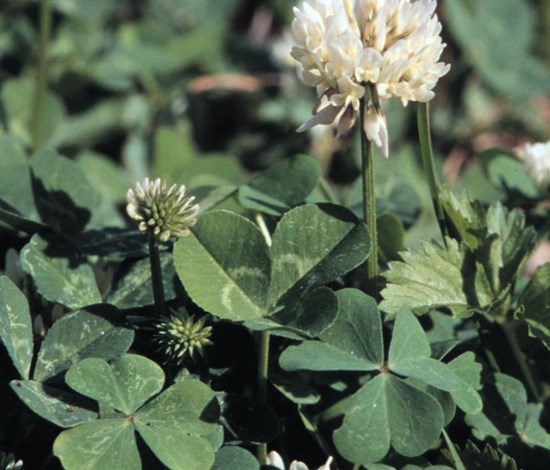 White clover