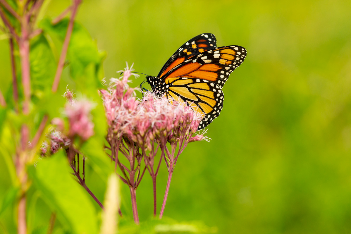 Monarch on Joe Pye Weed