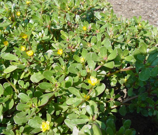 purslane
