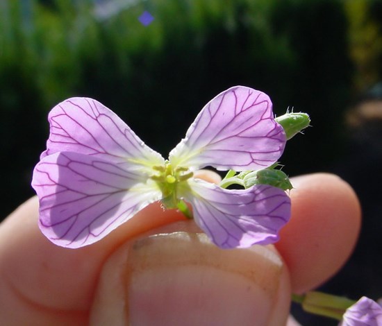 wild radish pink flower