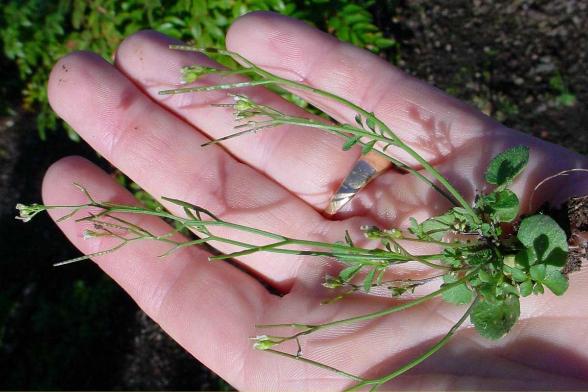 Hairy Bittercress flowers and seed pods.