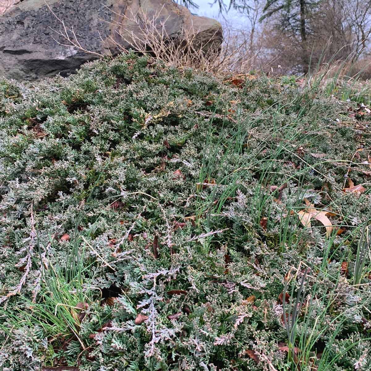 Wild garlic growing among spreading juniper