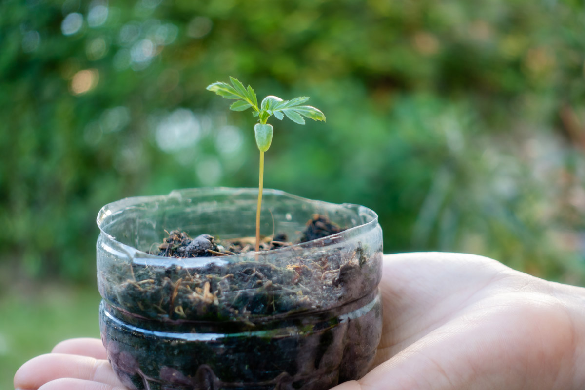 Seedling in recycled plastic bottle