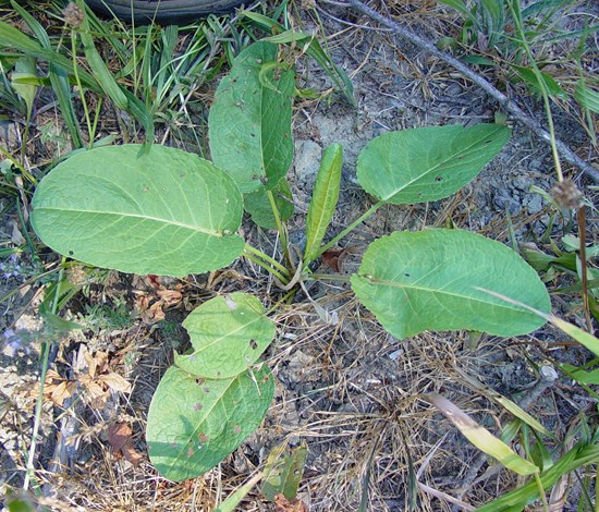 broadleaf dock