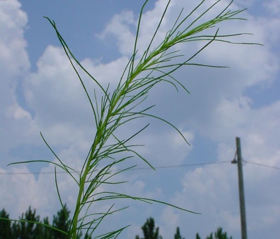 dogfennel