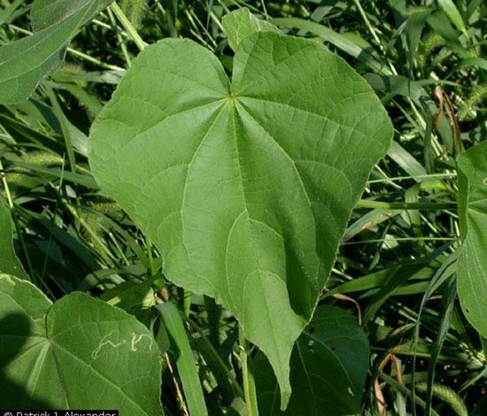 Velvetleaf leaf