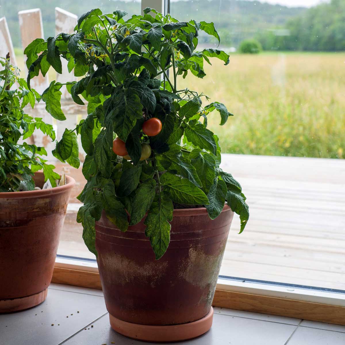 Tomato Plant