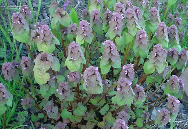 Purple Dead Nettle Lamium pupureum