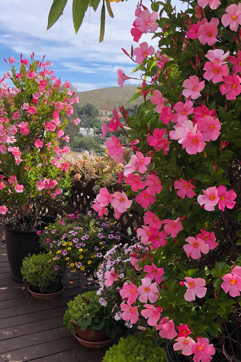 Mandevilla Sun Parasol® Pink.