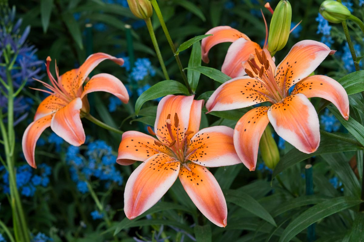 Asiatic Lilies