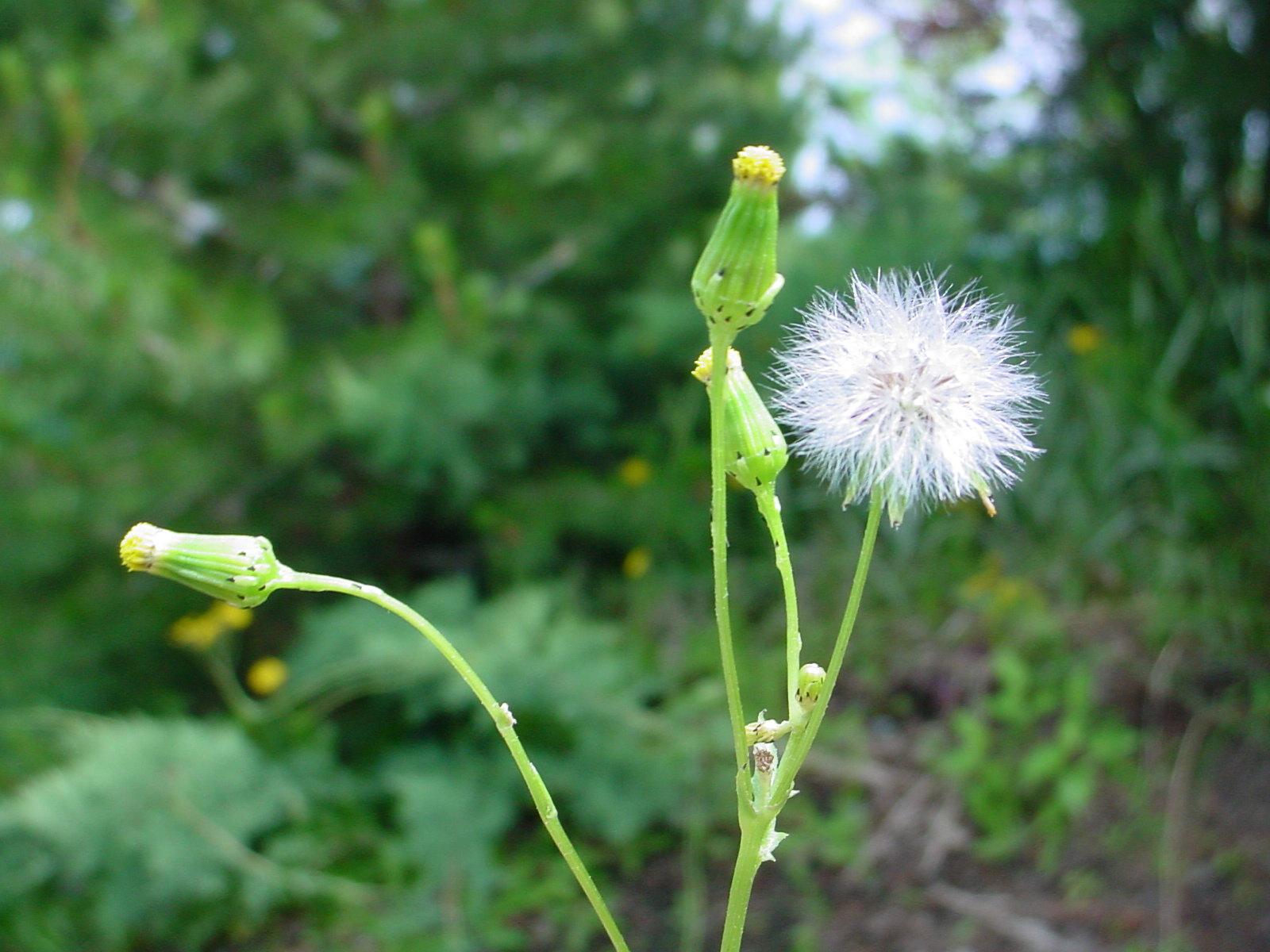 Groundsel flowers and seedhead