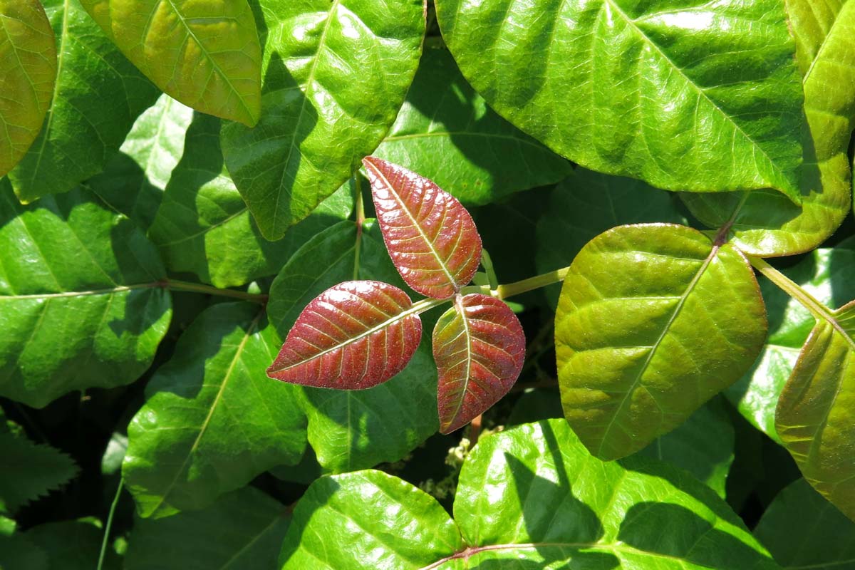 Poison ivy leaves