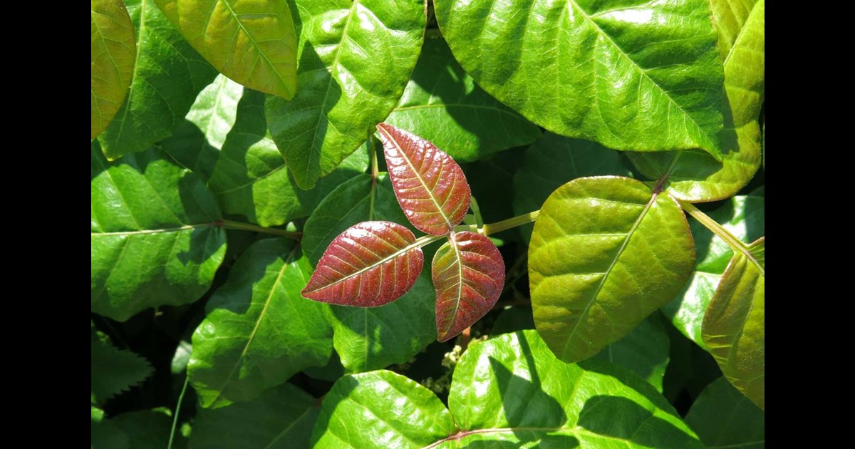 pflege olivenbaum topf Olea Europaea Olivenbaum  vielgrn