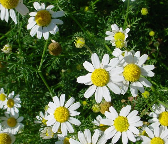 mayweed flowers