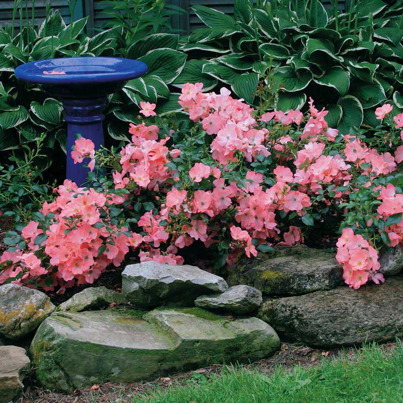 Flower Carpet® Coral Rose groundcover