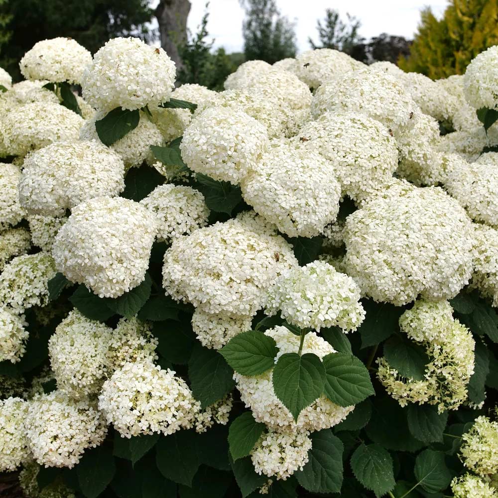 Incrediball Storm Proof Hydrangea