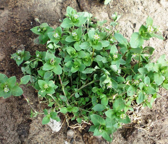 Stellaria Media, common chickweed, with flowers