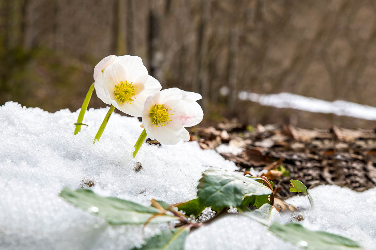 Snow Rose