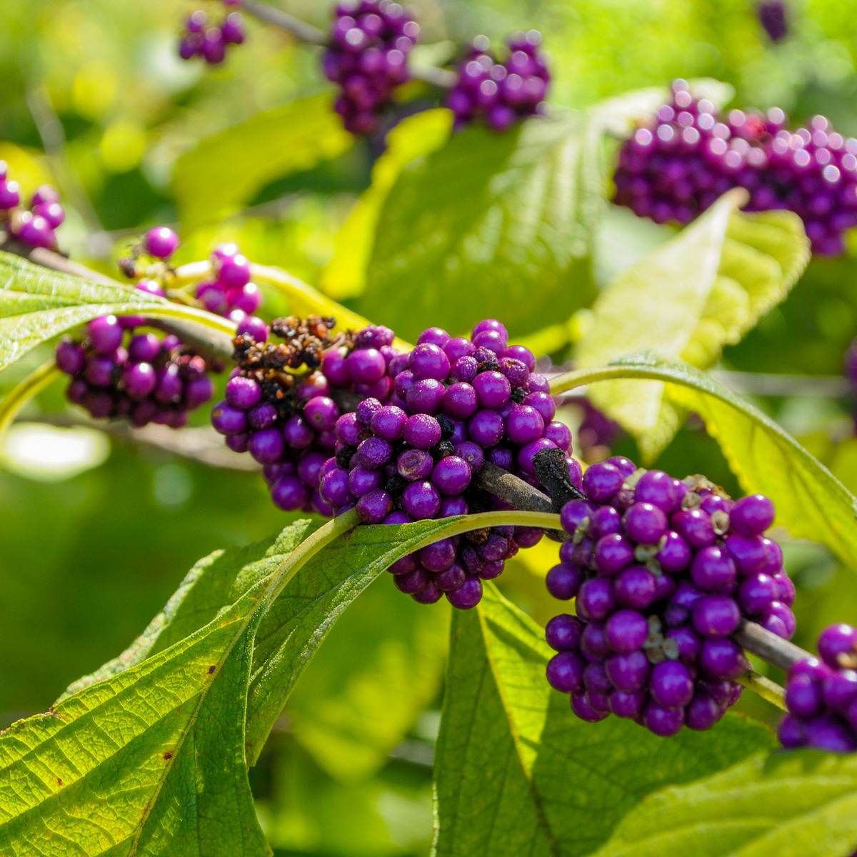 Plants That Peak in August