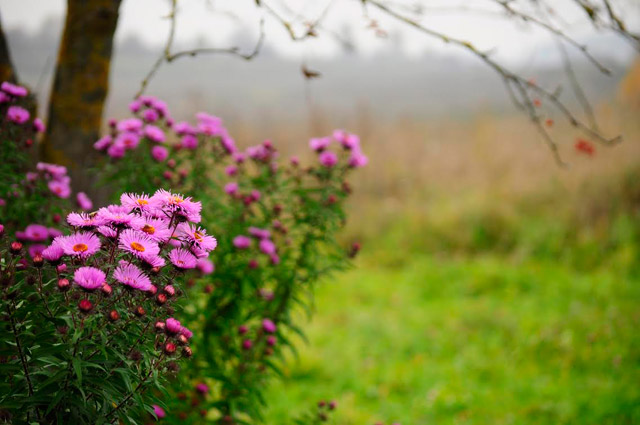 Cooling temperatures and increasing rain are two reasons that make fall a good time to plant most plants.