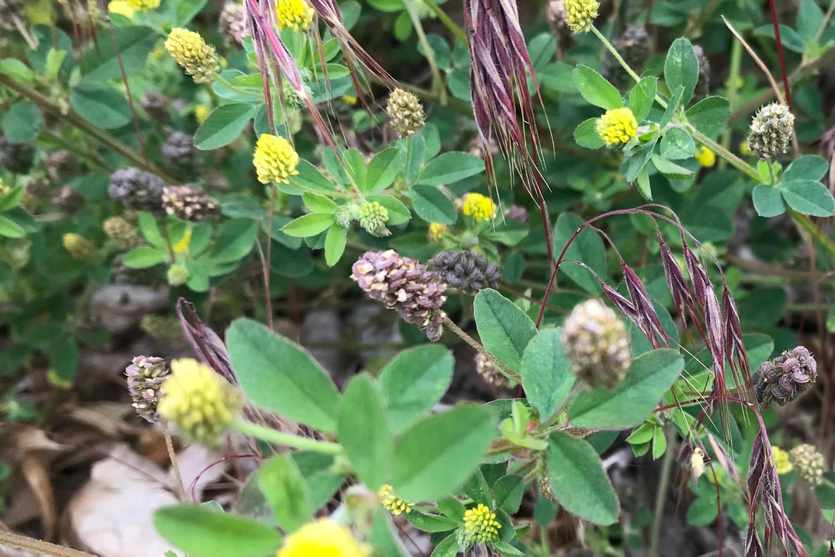 Seedheads forming on a black medic plant